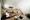 Castalia Ebisu - Interior - Interior reference picture (model room) thumbnail