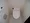 Comforia Toyosu - Interior - ["Flooring", "Toilet", "Rectangle"] thumbnail
