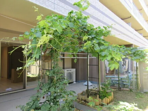 Suncreadle Ukima Funato - Other - ["Leaf", "Plants", "Garden"]