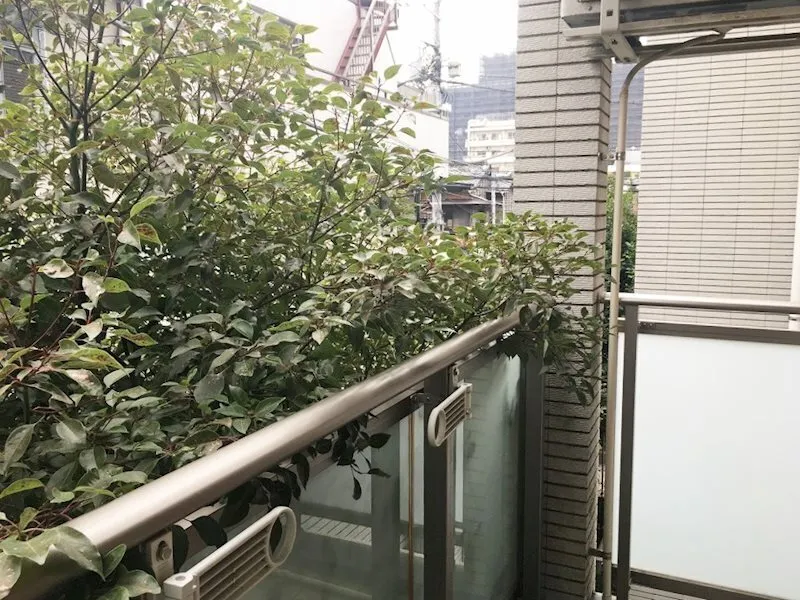 Minamiazabu West - Interior - ["Building", "Botany", "Vegetation"]