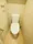 Cross Residence Iidabashi - Interior - ["Toilet seat", "Plumbing fixture", "Toilet"] thumbnail
