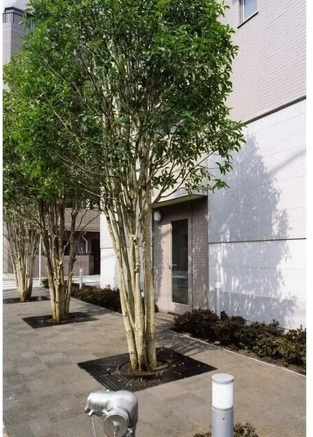 Rivere Ikebukuro - Exterior - ["Woody plant", "Shade"]