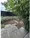 Takanawa Heights - Interior - ["Groundcover", "Flagstone", "Garden"] thumbnail