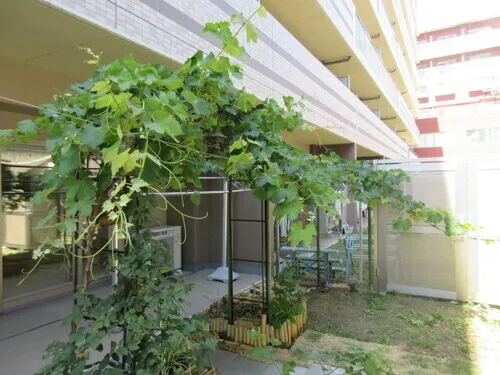 Suncreadle Ukima Funato - Other - ["Leaf", "Shade", "Vine"]