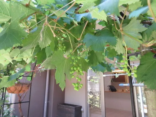 Suncreadle Ukima Funato - Other - ["Grape leaves", "Grapes", "Fruit"]