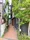 Apartment Kuro Sangenjaya - Exterior - ["Apartment", "Houseplant", "Flowerpot"] thumbnail