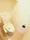 Residia Bunkyo Otowa II - Interior - ["Toilet seat", "Toilet", "Building"] thumbnail