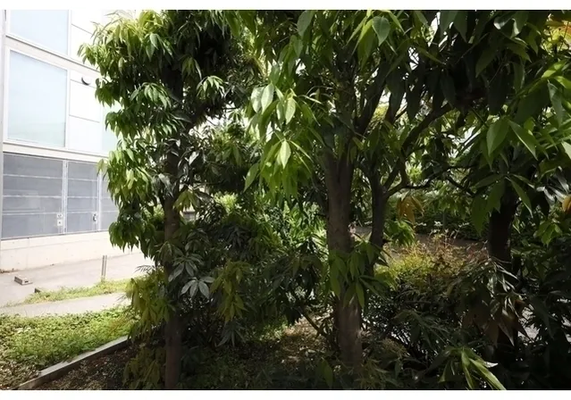 Treform - Interior - ["Woody plant", "Mangifera", "Evergreen"]