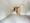 Comforia Liv Bunkyo Gokokuji - Interior - ["Flooring", "Floor", "Wood"] thumbnail