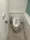 SOCIETY NAKANO FUJIMICHO - Interior - ["Toilet seat", "Toilet", "Plumbing fixture"] thumbnail