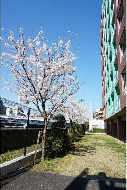 Prospect Shinonome Bridge - Other - ["Branch", "Spring", "Apartment"]
