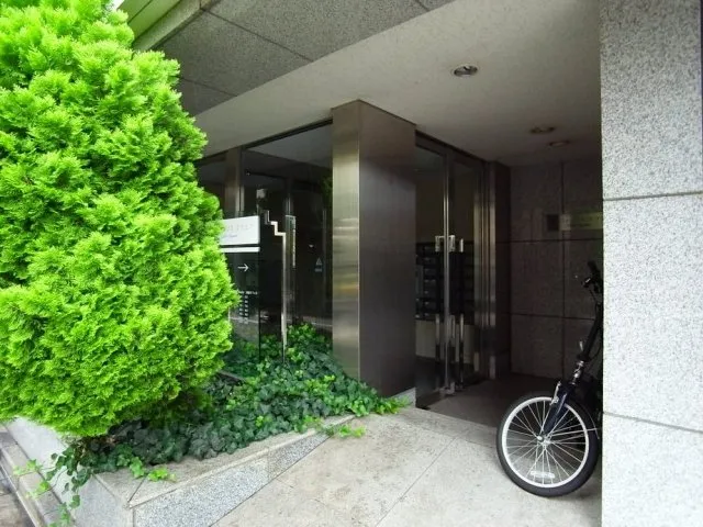Owl Square - Exterior - ["Conifers", "Houseplant", "Evergreen"]
