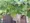 Suncreadle Ukima Funato - Other - ["Grape leaves", "Grapes", "Fruit"] thumbnail