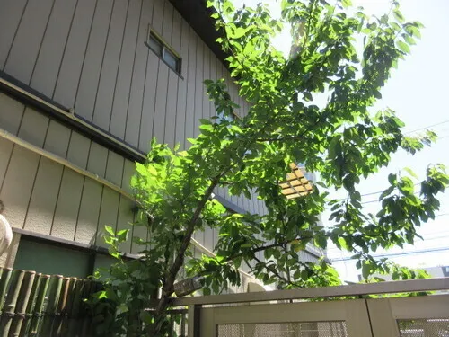 Suncreadle Ukima Funato - Other - ["Leaf", "Woody plant", "Shade"]