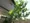 Suncreadle Ukima Funato - Other - ["Leaf", "Woody plant", "Shade"] thumbnail