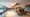 Comreji Akabane Kashiya-to - Other - ["Furniture", "Property", "Table"] thumbnail