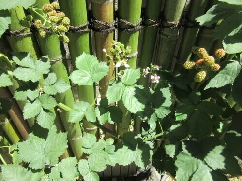 Suncreadle Ukima Funato - Other - ["Herbaceous plant", "Herb", "Perennial plant"]
