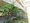 Suncreadle Ukima Funato - Other - ["Leaf", "Shade", "Vine"] thumbnail