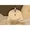 NOBILIS Senkawa - Interior - ["Bathroom sink", "Wood", "Rectangle"] thumbnail