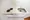 Primal Koishikawa - Interior - ["Plumbing fixture", "Kitchen Sink", "Flooring"] thumbnail