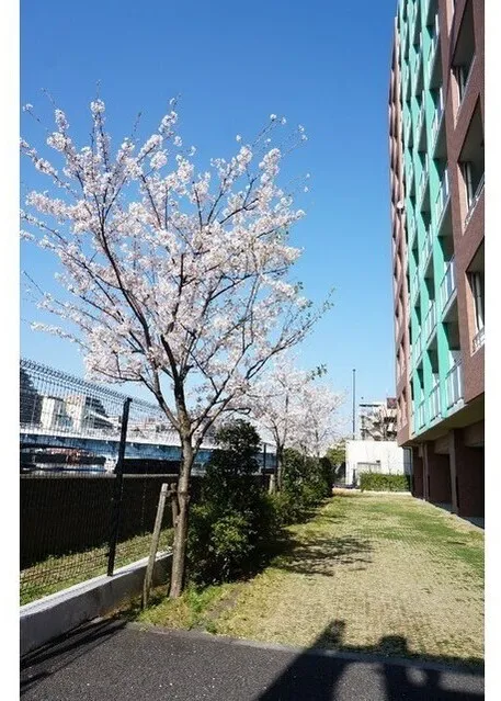 Prospect Shinonome Bridge - Other - ["Branch", "Spring", "Apartment"]