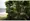 Treform - Interior - ["Woody plant", "Mangifera", "Evergreen"] thumbnail