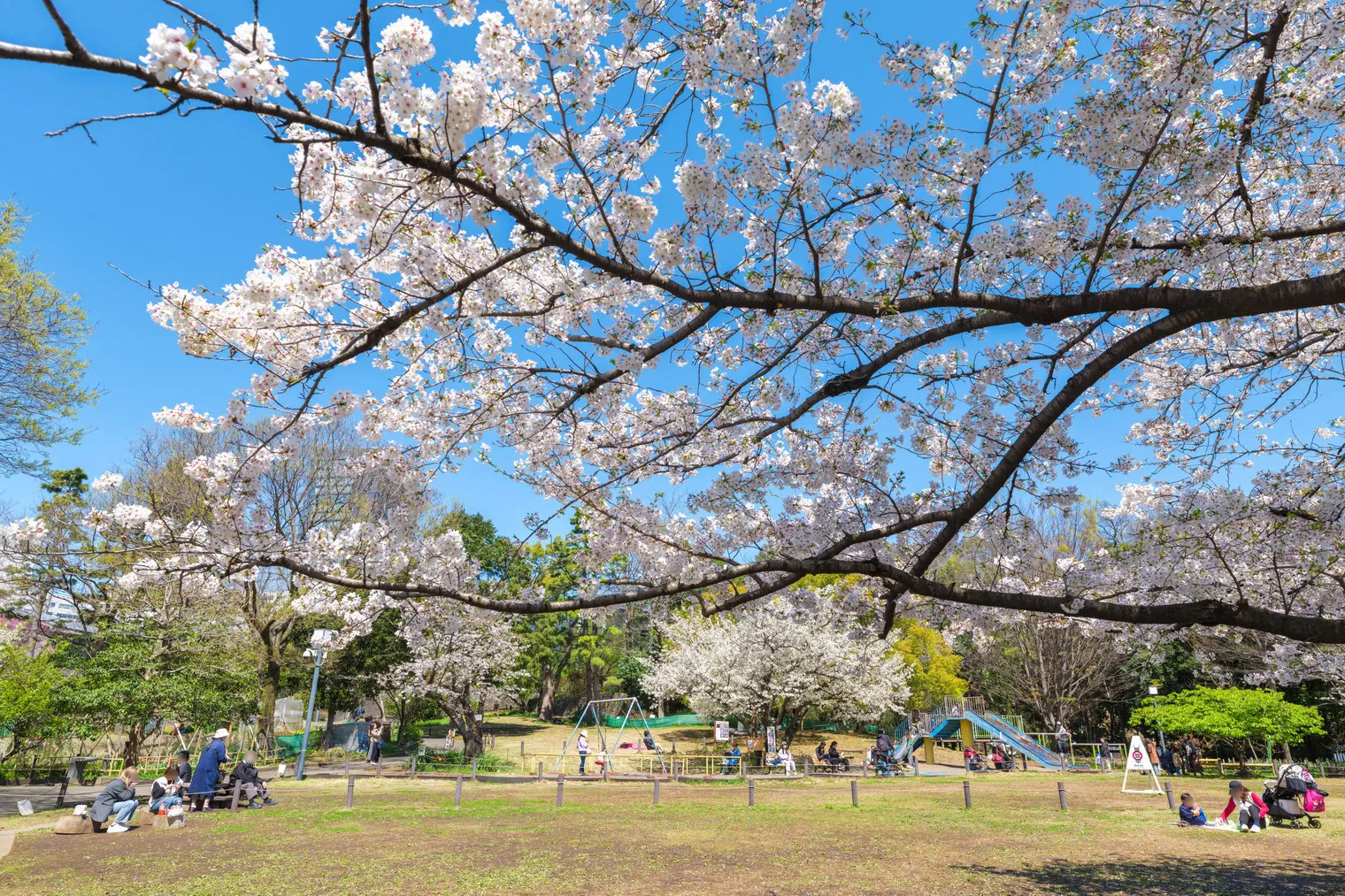 The Parkhabio Shibuya Cross - Other - []
