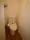 Ohkarou - Interior - ["Toilet seat", "Toilet", "Plumbing fixture"] thumbnail