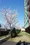 Prospect Shinonome Bridge - Other - ["Branch", "Spring", "Apartment"] thumbnail