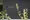 AIFLAT Magome - Other - [] thumbnail