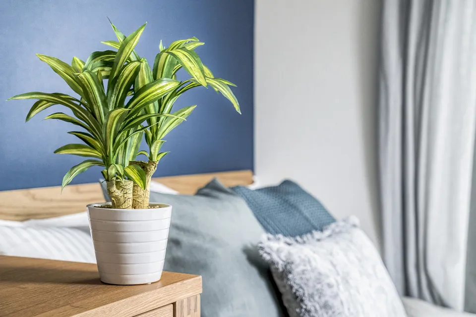 Hmlet Shibuya Shoto - Interior - ["Flowerpot", "Houseplant", "Vase"]