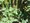 Suncreadle Ukima Funato - Other - ["Herbaceous plant", "Herb", "Perennial plant"] thumbnail