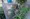 Saint Palace Ikebukuro - Other - ["Houseplant", "Transparency"] thumbnail